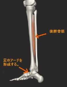 後脛骨筋
